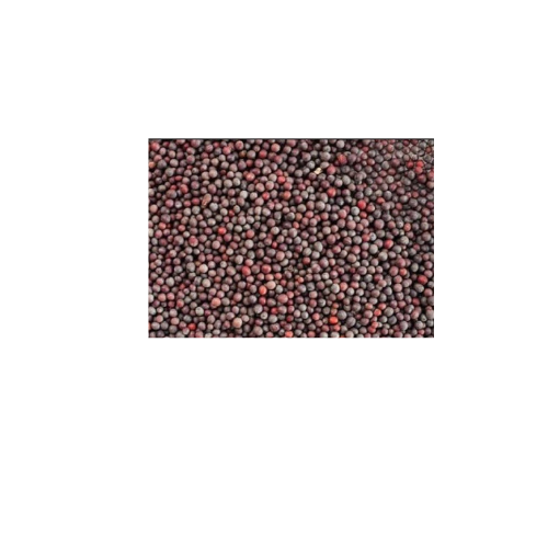SRBK - Mustard seeds sarson traders in moga punjab