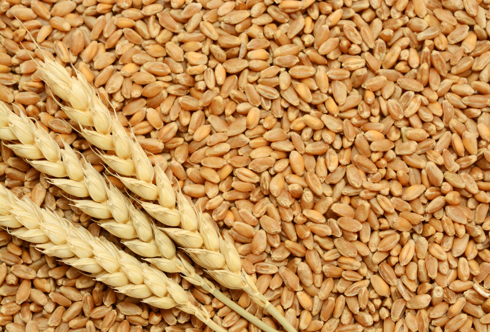 SRBK - leading wheat traders in moga