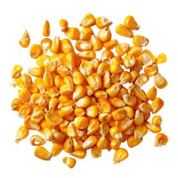 SRBK - maize traders in moga