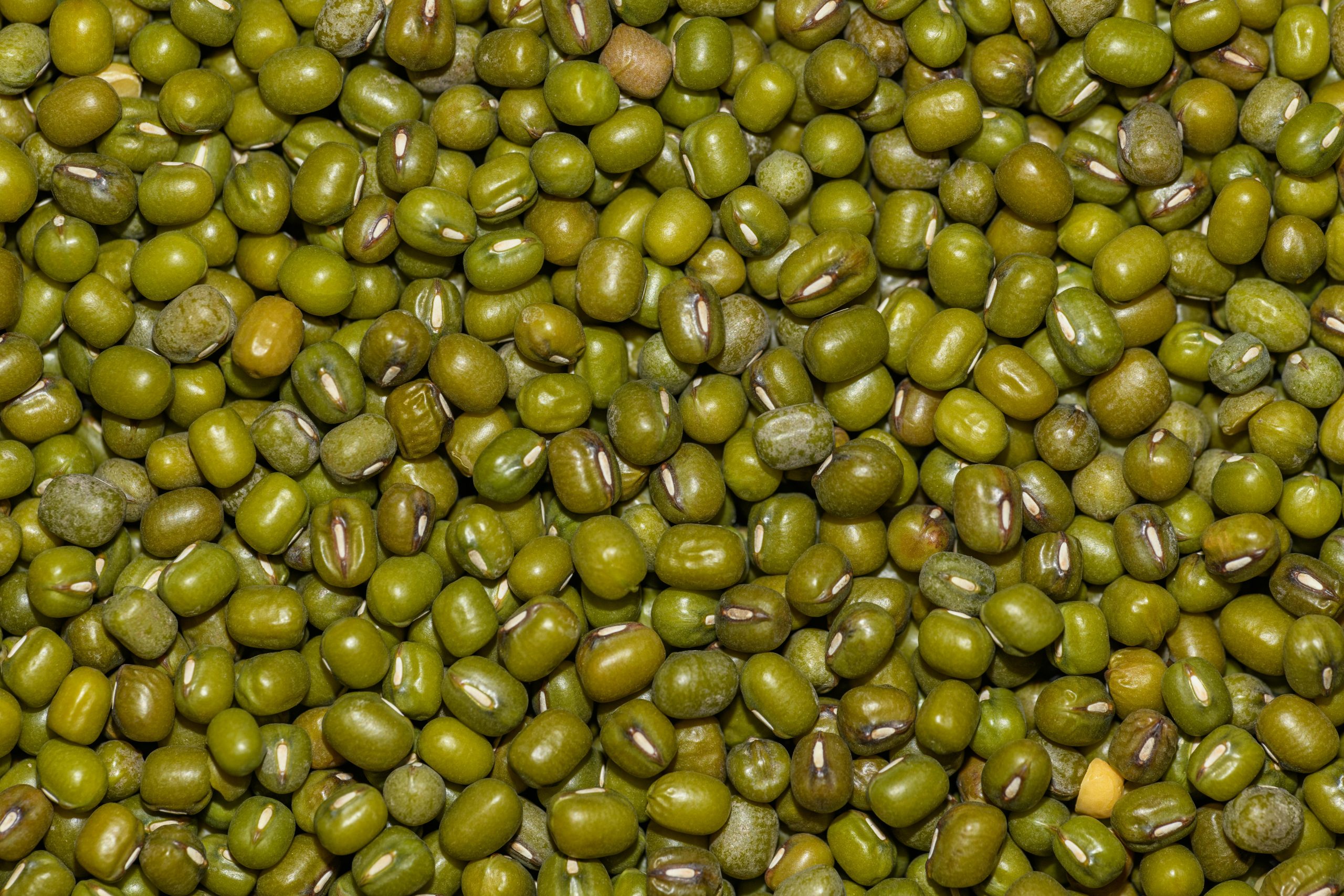 moong traders in moga, handling agents of moong punjab