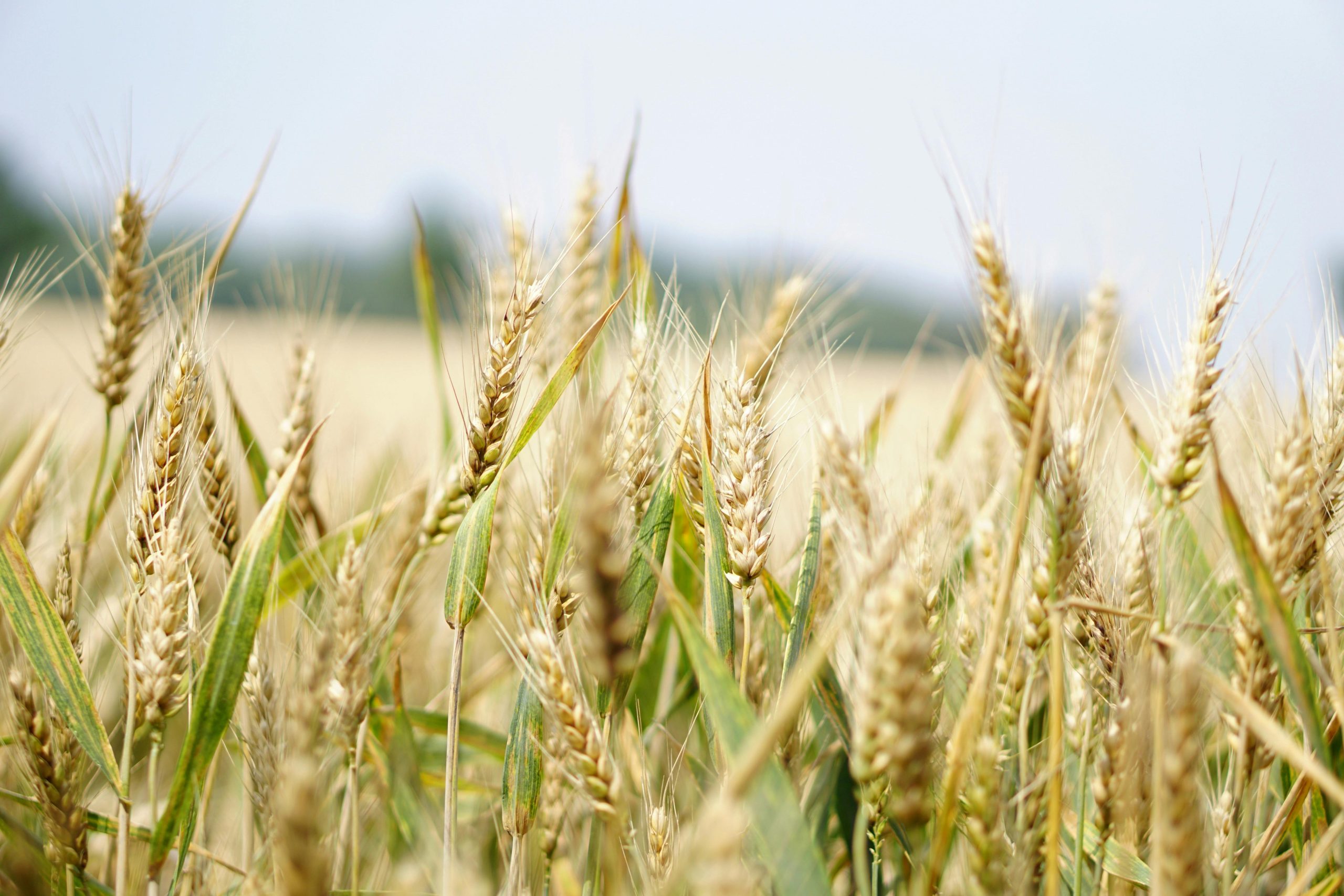 SRBK - leading grain traders in moga